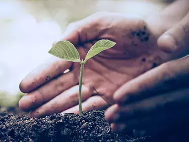 hands nurturing seedling