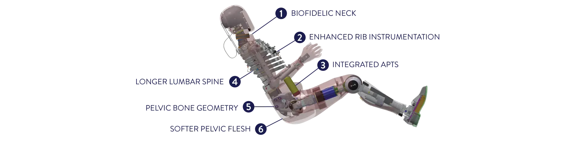 Diagram showing the improvements made to the THOR-AV-50M to improve Biofidelity
